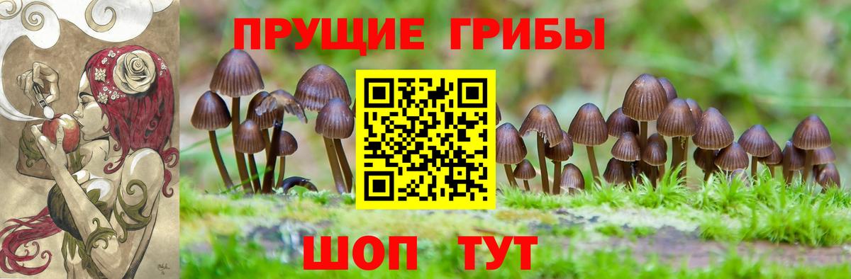 Псилоцибиновые грибы Psilocybe Зима